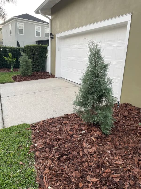 Young evergreen planted in a fresh brown mulch bed beside a garage driveway