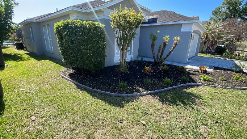 Island bed with a round shrub, a young tree and black mulch in a front lawn