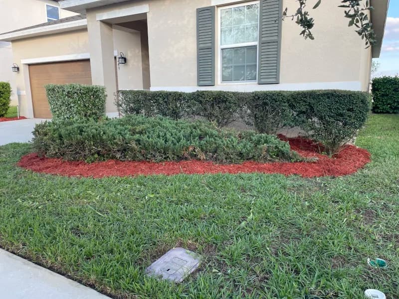 Hedges along the front of a home with fresh red mulch underneath