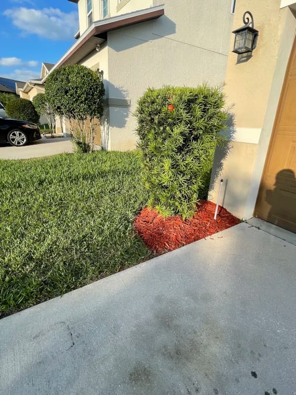 Trimmed shrub in a red mulch bed at the corner of a garage