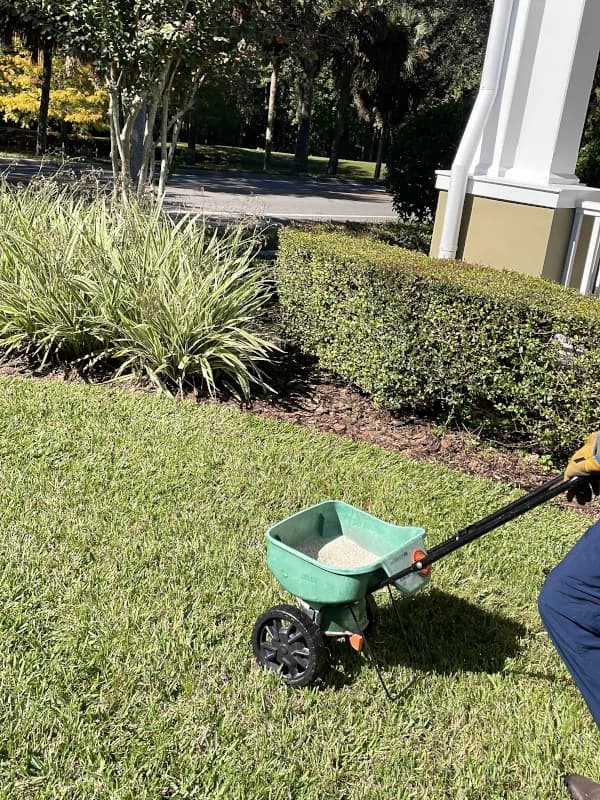Broadcast spreader loaded with granular fertilizer on a lawn next to trimmed hedges