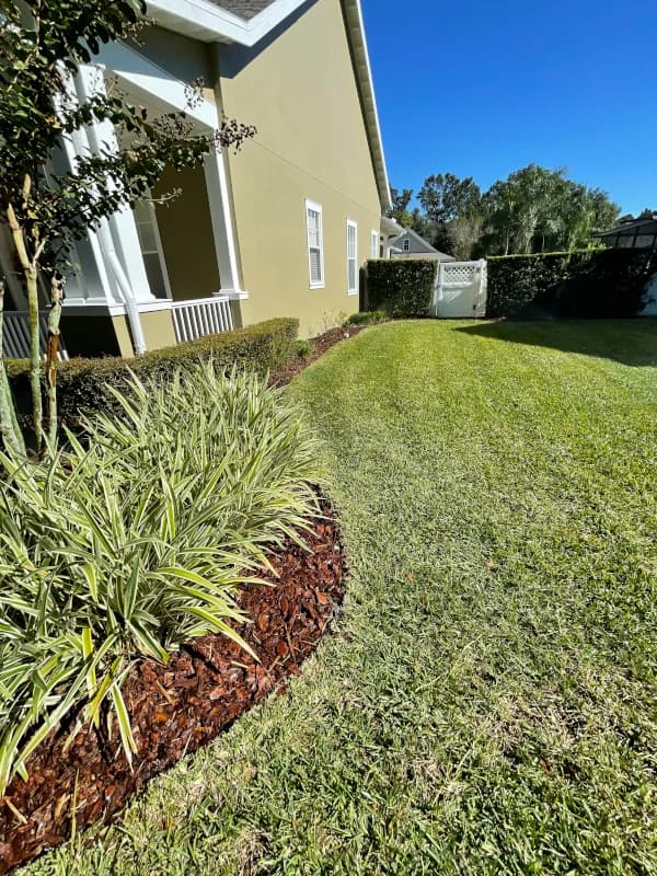 Side-yard lawn edged along a fresh mulch bed with variegated lilies and trimmed hedges