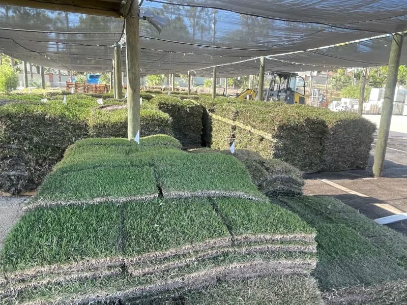 Pallets of fresh sod stacked under shade cloth at the sod farm