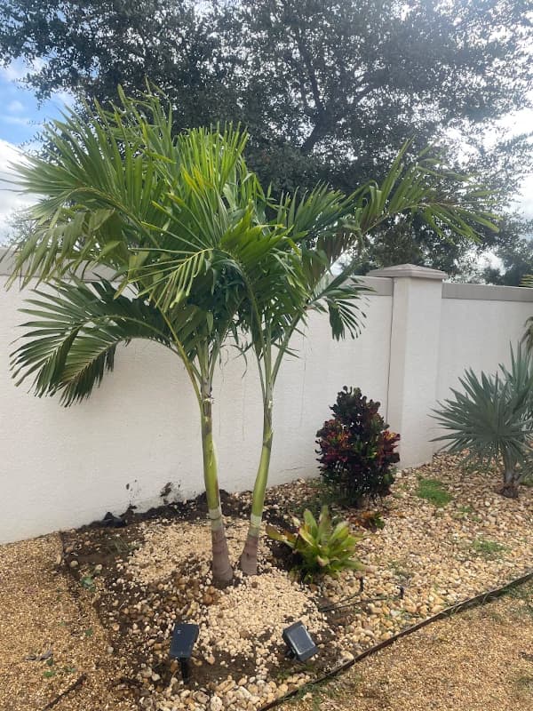 Newly planted Christmas palm in a rock bed with crotons and solar landscape lights along a white garden wall
