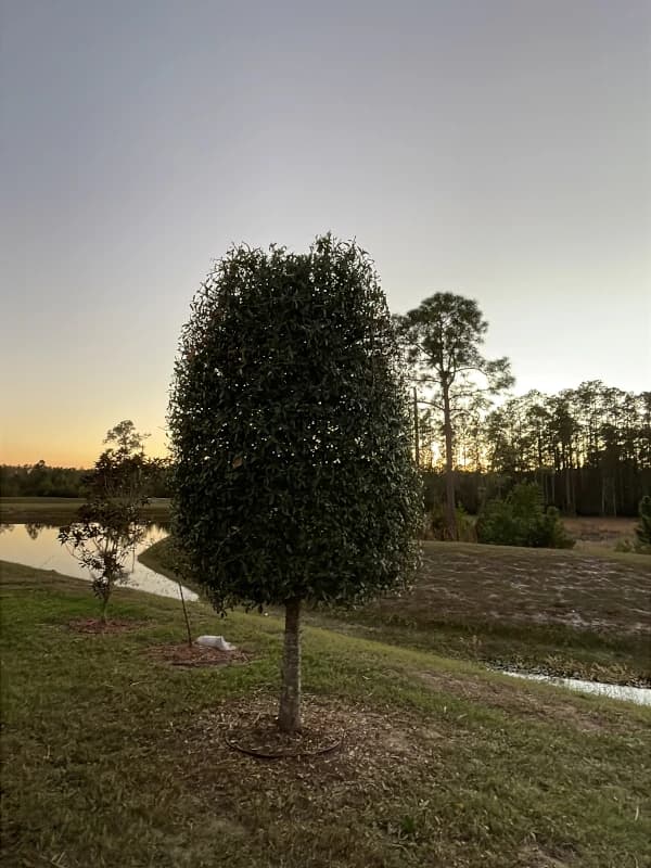 Neatly shaped tree in a green lawn next to a retention pond at sunset