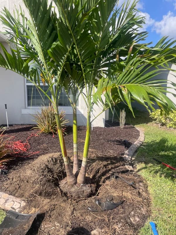 Triple palm being planted in a fresh mulch bed in front of a house