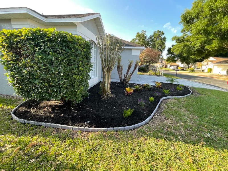 Island bed with a trimmed hedge and black mulch edged in concrete curbing